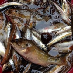꺽지 눈치 모래무지 돌고기 잡고기 민물고기, 피래미 1k, 1개