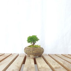 연산회 미니 청짜보 도자기 분재 편백 나무 선물 책상 화분