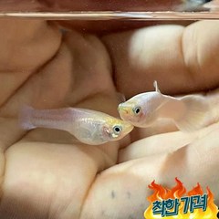 열대어 [고정구피] 구피 1쌍 물고기 키우기