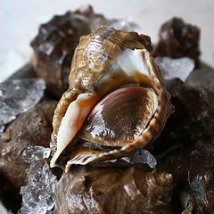 맛군 [산지직송] 신선한 자연산 뿔소라 1kg/2kg, 자연산 뿔소라 1kg(6-12마리), 1개