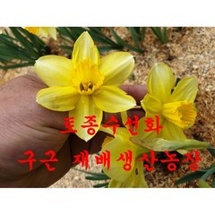 노랑수선화 구근/100구/ 판매/ 2023년 가을철/평창게으른농부재배, 1개