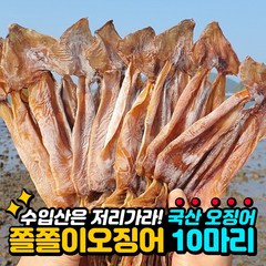 국산 쫄쫄이 오징어 250g내외 (10미), 10개
