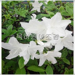 철쭉나무 묘목 하얀꽃 (백철쭉) H0.4전후 5주묶음, 5개