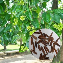희수나무 씨앗30립 중국 낙엽교목 개화 해피트리 차 복용식물, 1개
