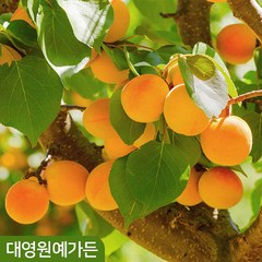 살구나무 R3 결실주 삼영3호, 삼영3호 R3 흙분, 1개