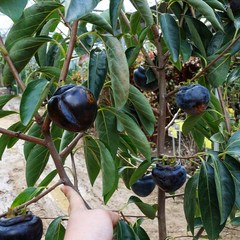 감나무묘목 흑감 먹감나무 접목 1년 특묘 결실주 과일나무, 1개