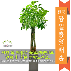 개업화분