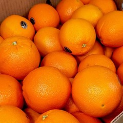 [엄지척농산물] 네이블 오렌지 12과 / 2세트 구매시 5과 추가 증정, 1박스, 12과(160g내외/중과)