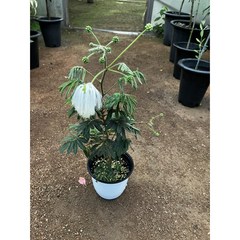[근이네식물원] 자귀나무 흰색자귀나무, 1개