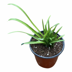 그린플랜트 공기정화식물 삼채 1+1