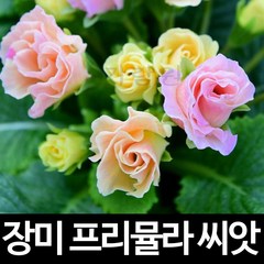 장미 앵초 씨앗 프리뮬라 종자 꽃씨 꽃 야생화 10알, 1개