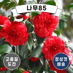 (나무85) 동백나무 3종 시리즈, 4. 서향동백(향기동백) 6치 화분