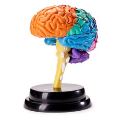 인체 두뇌 뇌구조 모형 생물학 생명 과학 실험 교구 교육 교재 세트 키트, 단일사이즈, 두뇌 조립 모델