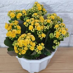 칼란디바 노랑색22 - 겹꽃 퀸로즈 칼란디바 카랑코에, 1개