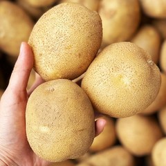 2023년 수확 국내산 감자 햇감자 수미감자 타박감자 강원도감자 3kg 5kg 10kg, 특사이즈(찜/요리용), 1개