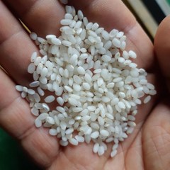 2023년산 예약 안동백진주쌀5kg 햅백진주쌀 10월4일부터 배송, 1포, 5kg