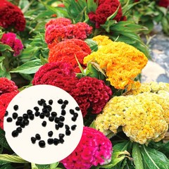 맨드라미 꽃 씨앗 180립 빨강 분홍 하양 노랑 관상용, 1개
