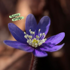 노루귀꽃 [3포트] 꽃색랜덤 청노루귀 80%이상 (복남이네 야생화 모종 토종식물), 1개