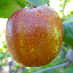 [충북농원] 대왕대추 사과대추 (다왕조오) 대추 나무 묘목 - 접목2년생, 단품, 1개