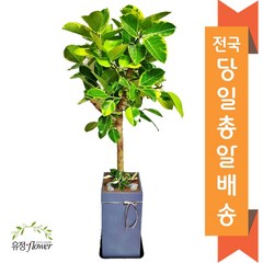 고급대형 화분 개업 축하 화분 전국 당일배송, 02. 뱅갈고무나무, 1개