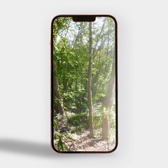 핸드폰 배경 화면 한강 가시나무 숲