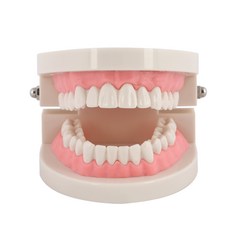 양치교육 치아모형(1배크기) 칫솔질 교육용 양치 교구 이빨 모형, 1개