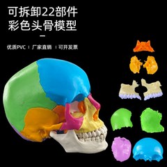 인체 해부 모형 성인 일대일 의료 인간의 색상 두개골 모델 해부학 디지털 코딩 식별 골격, C 스타일 22파츠 분리형 컬러 스