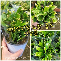 게발선인장 노랑 골드 0033 신상품 랜덤 공기정화식물/미세먼지/공기정화효과 공기정화식물, 1개