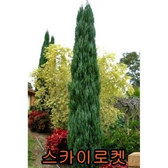 스카이로켓향나무 뿌리묘목 삽목2년생10그루 꽃나무 과일나무 유실수 조경수, 10개