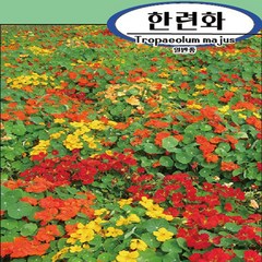 한련화씨앗100g(약800립), 1개