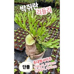 박쥐란-리들리-단품-초대형크기/ 사슴뿔 리들리, 1개