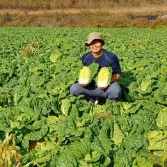 강원도 고랭지절임배추 20kg(지정일 예약배송) 절임배추20kg 해올찬 절임배추, 11월30일 출고 - 12월1일 도착