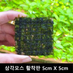 [수초몰] 삼각모스 (자와모스) 5cm X 5cm 활착판 /활착 모스 초보수초 음성수초 활착수초 활착모스 모스활착 피규어모스 화산석활착 구피 새우 수초맛집 피규어활착 피규어 모스볼, 1개