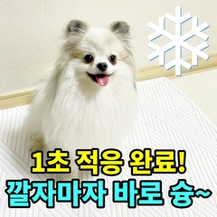 [100%듀라론]대디웨어 강아지쿨매트 애견매트 고양이더위 강아지더울때 롤매트