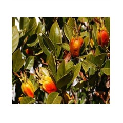 순희농장 열매치자나무 화분 열매치자나무묘목 분2개, 열매치자 50~70cm (분 2개), 2개