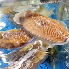 국내산 태안 갑오징어 1kg 생물 오징어회, (생물)갑오징어 1kg (4-10미)