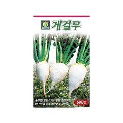 (DN) 게걸무 씨앗(500립)