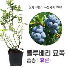 깨비농장 블루베리 나무 묘목 재배 키우기 (품종: 휴론), 휴론, 1개, 휴론