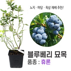 블루베리나무