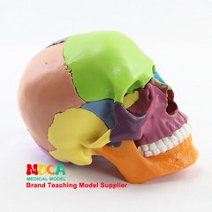 두개골 뇌 모형 해골 해부 모델 사람 인체 해부도12분리형15개의컬러해골, 12분리형15개의컬러해골