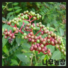 (나무농장) 민산초(가시없는산초) 키 1.5m x R4 내외 결실주 분, 1개