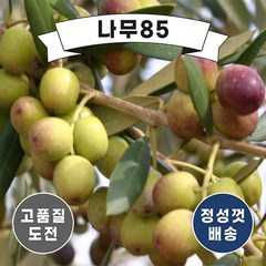 (나무85) 올리브 묘목 시리즈, 2. 올리브 17cm 화분(좁은잎), 1개