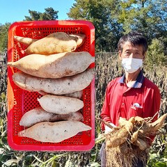 2023년 산지 직송 농부직발송 야콘 즙용/특품 5kg, 흠과(즙용)