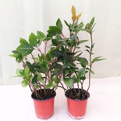 [하늘꽃농원] 키우기 쉬운 식물 산호수 1+1 공기정화식물