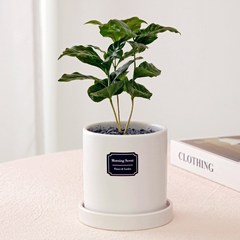 아침향기 공기정화식물 무광원형화분 커피나무, (무광원형)화이트=커피나무, 1개
