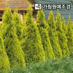 에메랄드골드 묘목 상록수 정원수 가림원예조경, 4치포트(5개세트), 5개