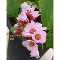 [지인야생화] 설화-히말라야바위취 (분홍), 1개