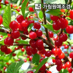 앵두나무 유실수 정원수 가림원예조경, (조선)앵두 R3cm 결실주, 1개