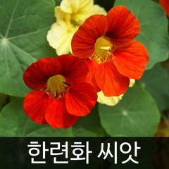 한련화씨앗 꽃씨앗 꽃씨 ( nasturtium seed 2g ), 1개