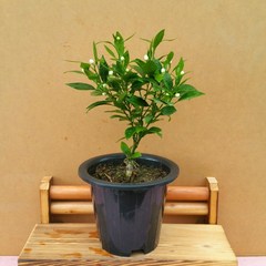[용이네 화원] 향긋한 한라봉 나무 179 농원 화원, 1개